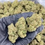 Biscotti Poppers Strain