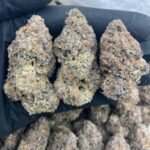 Bugatti Gelato Strain
