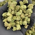 Gushmints Strain