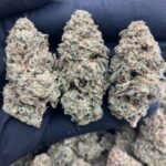 Kirkland Glue Strain