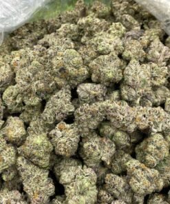 LOOKING FOR SHERB CAKE F2 LARGE STRAIN FOR SALE IN USA , UK | WHERE TO BUY SHERB CAKE F2 LARGE STRAIN FOR SALE IN USA , UK , AUSTRALIA | SHERB CAKE F2 LARGE