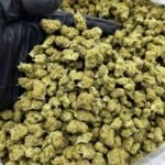 Cheetah Piss Smalls strain